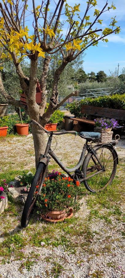 Antico Trullo Immerso Nella Campagna ألبيروبيللو المظهر الخارجي الصورة